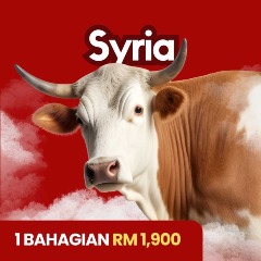 1 bahagian Lembu Syria