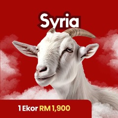 1 Ekor Kambing Syria