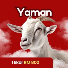 1 Ekor Kambing Yaman 